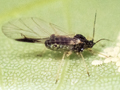 Periphyllus acericola